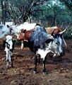 Nguni cattle1.jpg