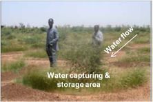 In situ rainwater harvesting with semi-circular bunds in Sahel. Water is captured behind the earthen embankment (Photo: Wegener, M.)