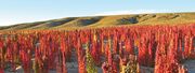 Quinoa field.jpg